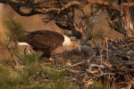 Bald-Eagle;Eagle;Feeding-Behavior;Haliaeetus-leucocephalus;Nest;Nesting-Bird;Ore